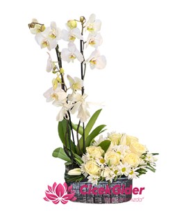 Mersin Çiçekçi, Mersin Orkide Siparişi, Çiçekçi Mersin, 