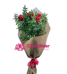 kokina, kokina buket, kokina naturel, doğal kokina, 