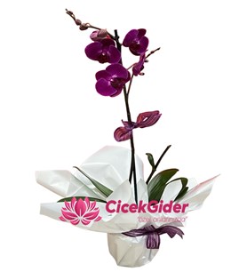 Tek Dallı Mor Orkide